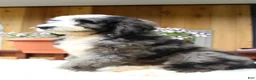 Bernedoodle dogs for sale: Toby - Ad 5