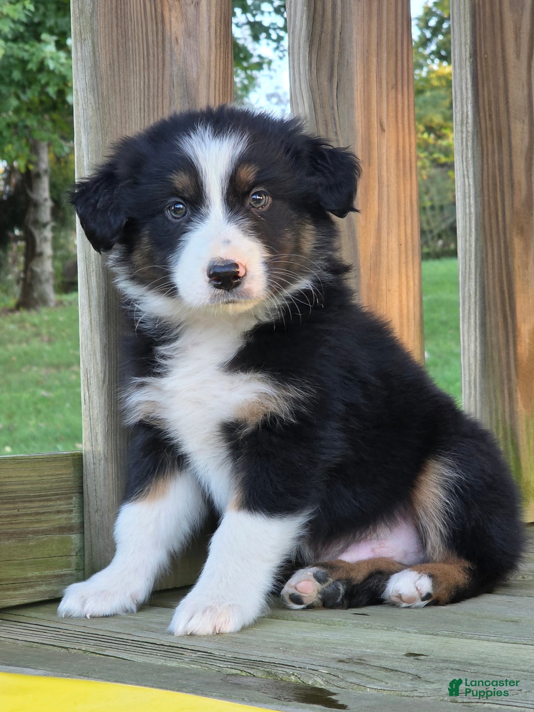 Australian Shepherd dogs for sale: Australian Shepherd Puppy 1 - Ad 1