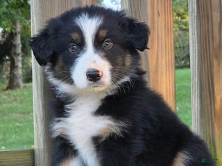 Australian Shepherd dogs Australian Shepherd Puppy 1 - Ad 2