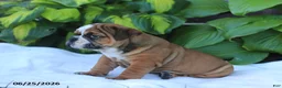 English Bulldog dogs for sale: Roger - Ad 3