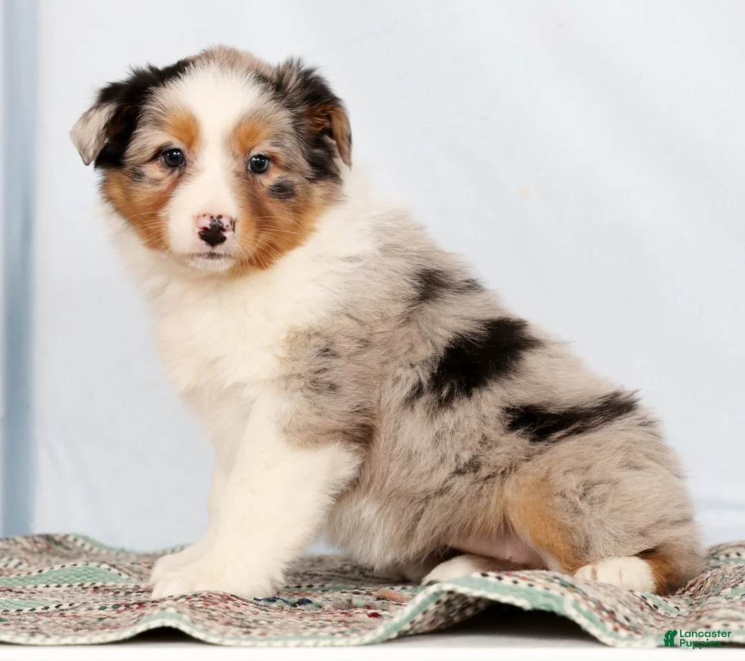 Australian Shepherd dogs for sale: Judy - Ad 1