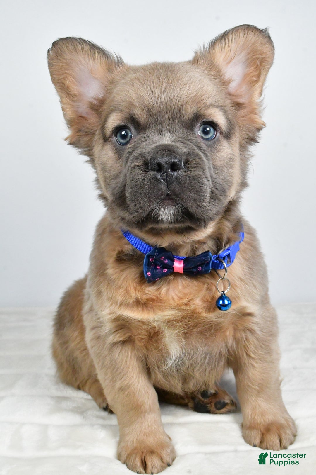 French Bulldog dogs for sale: Bobby - Ad 5
