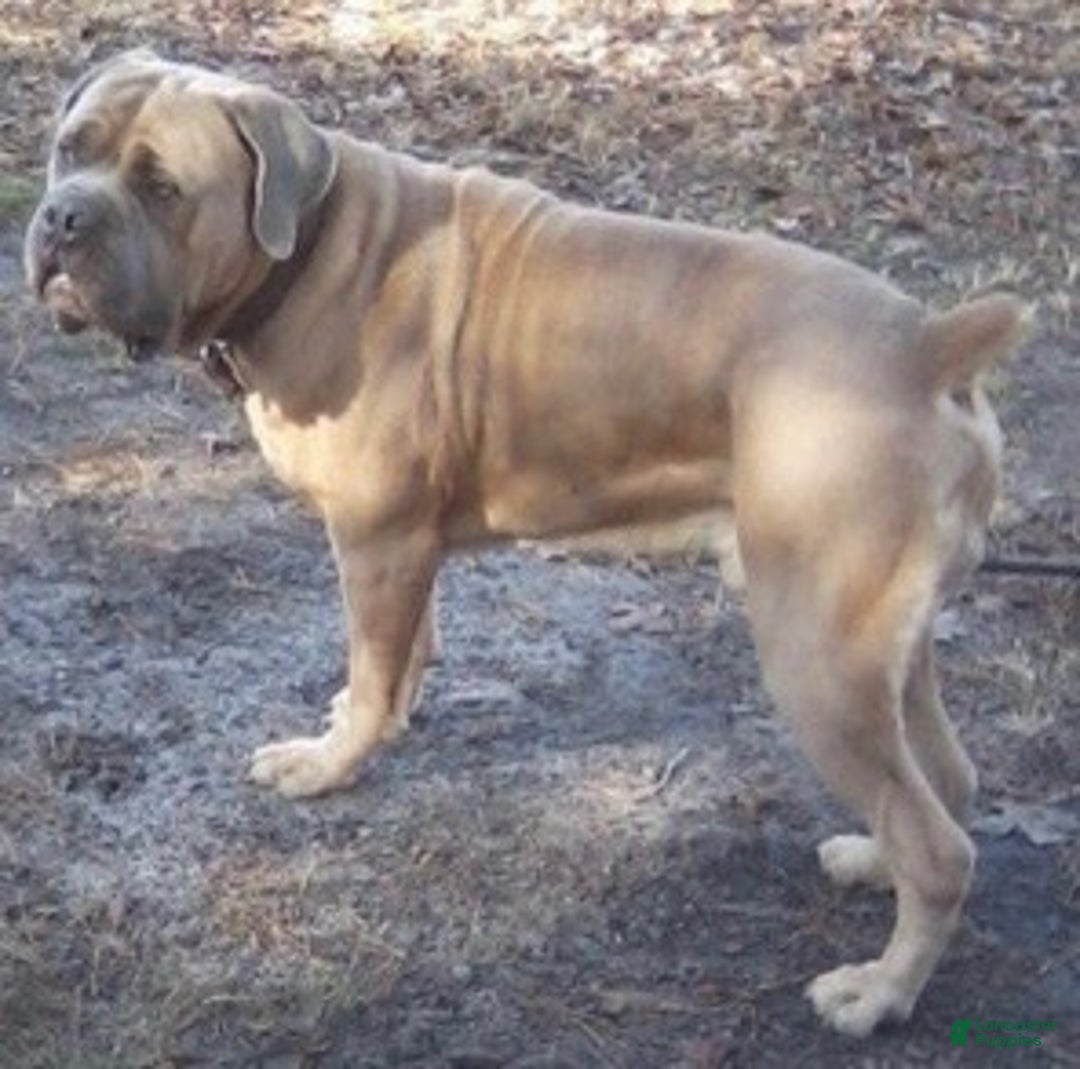 Cane Corso dogs for sale: Cane Corso Puppy 2 - Ad 5