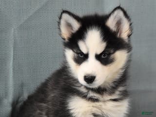Siberian Husky dogs Zola - Ad 17