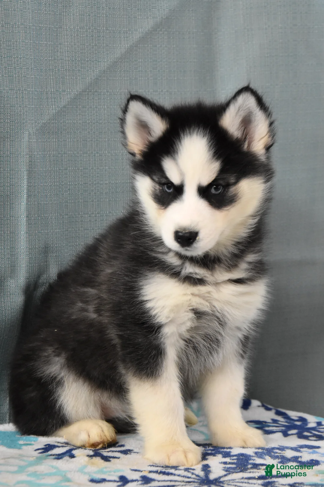 Siberian Husky dogs for sale: Zola - Ad 1