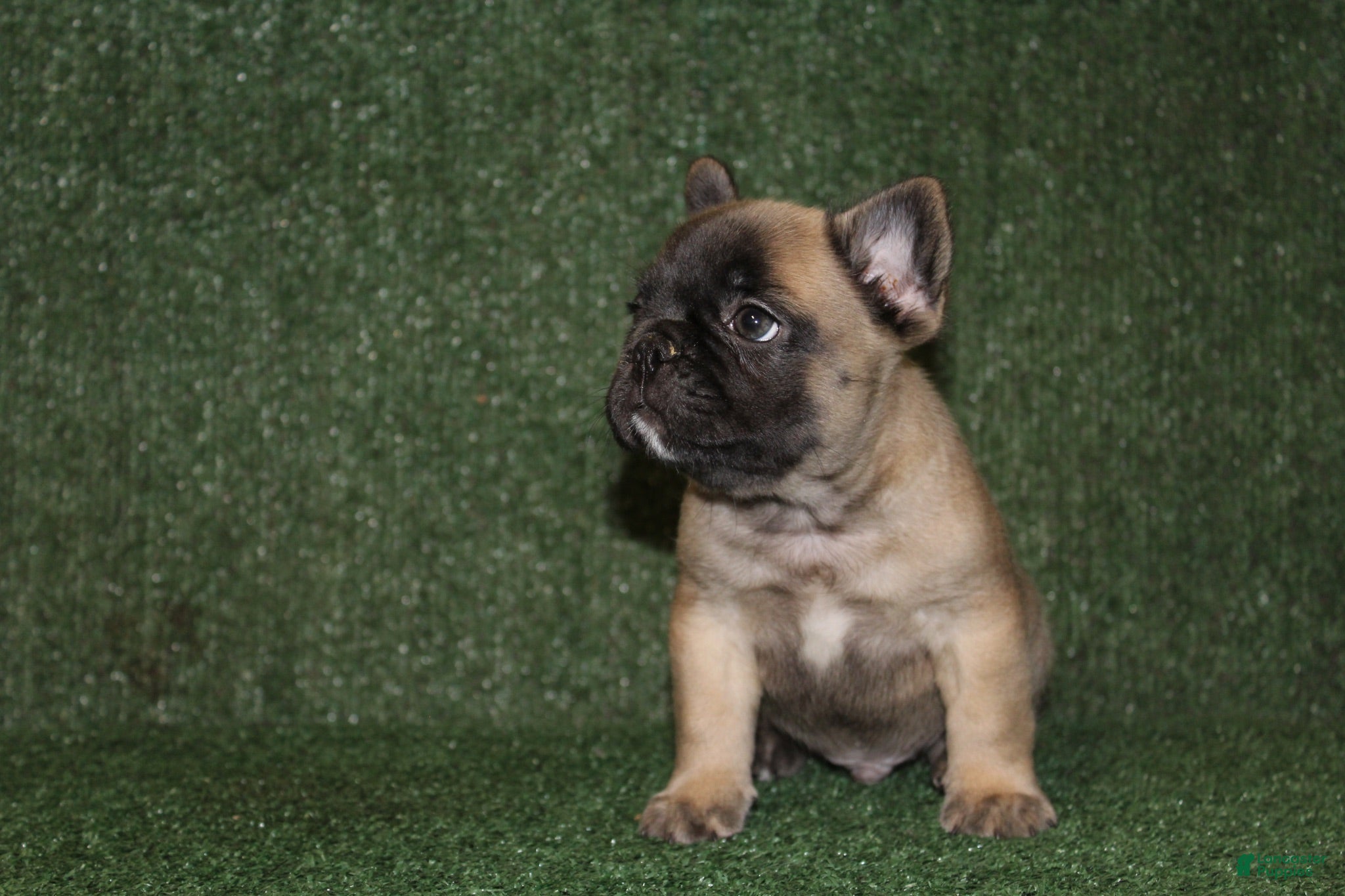 French Bulldog dogs French Bulldog 1 - Ad 2