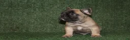 French Bulldog dogs for sale: French Bulldog 1 - Ad 2
