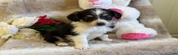 Mixed Breed dogs for sale: Eros - Ad 3