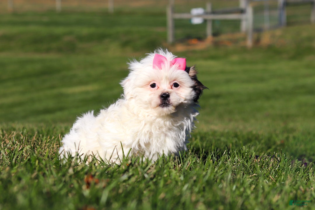 Shih Tzu dogs for sale: Hope - Ad 1