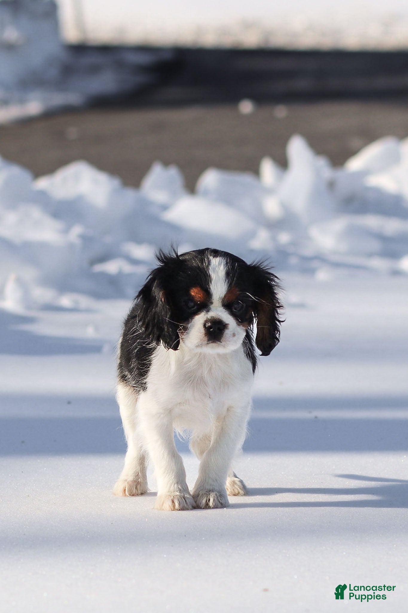 Cavalier King Charles Spaniel dogs Azriel - Ad 18