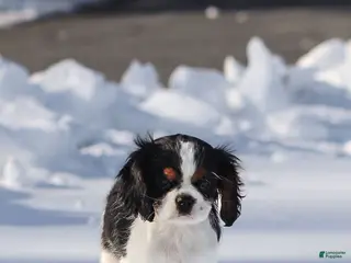 Cavalier King Charles Spaniel dogs Azriel - Ad 18