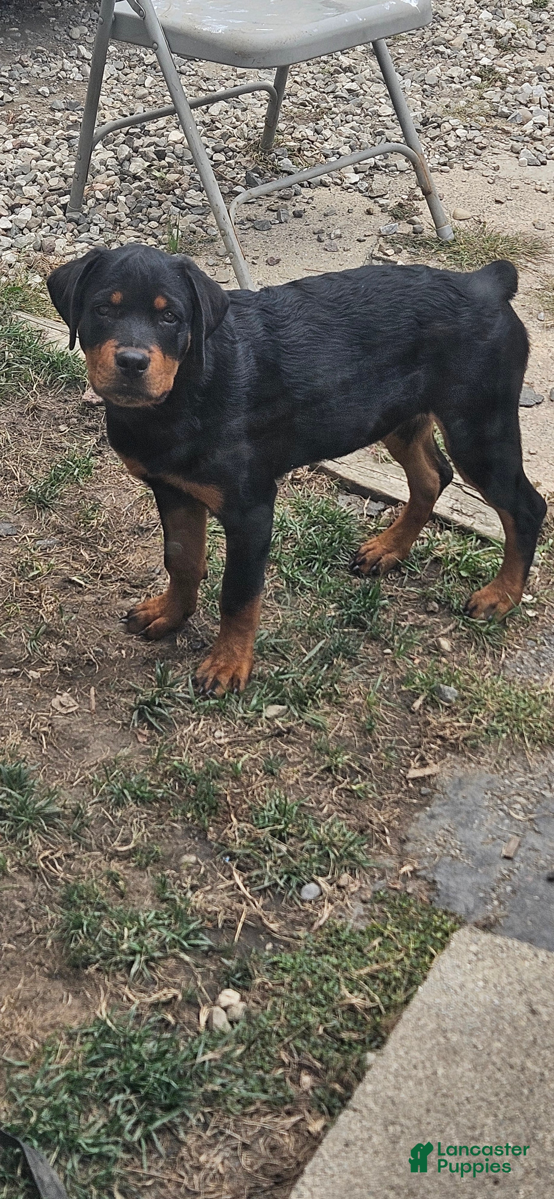 Rottweiler dogs Missy - Ad 1