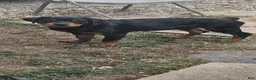 Rottweiler dogs for sale: Missy - Ad 1