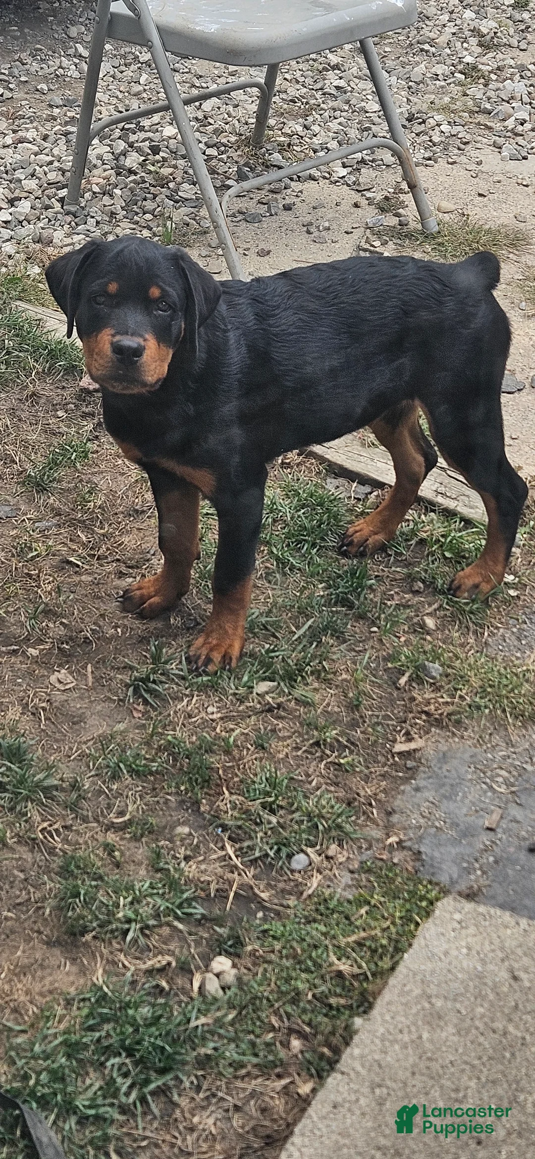 Rottweiler dogs for sale: Missy - Ad 1