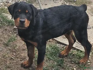 Rottweiler dogs Missy - Ad 1