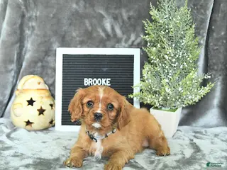 Cavalier King Charles Spaniel dogs Brooke - Ad 9