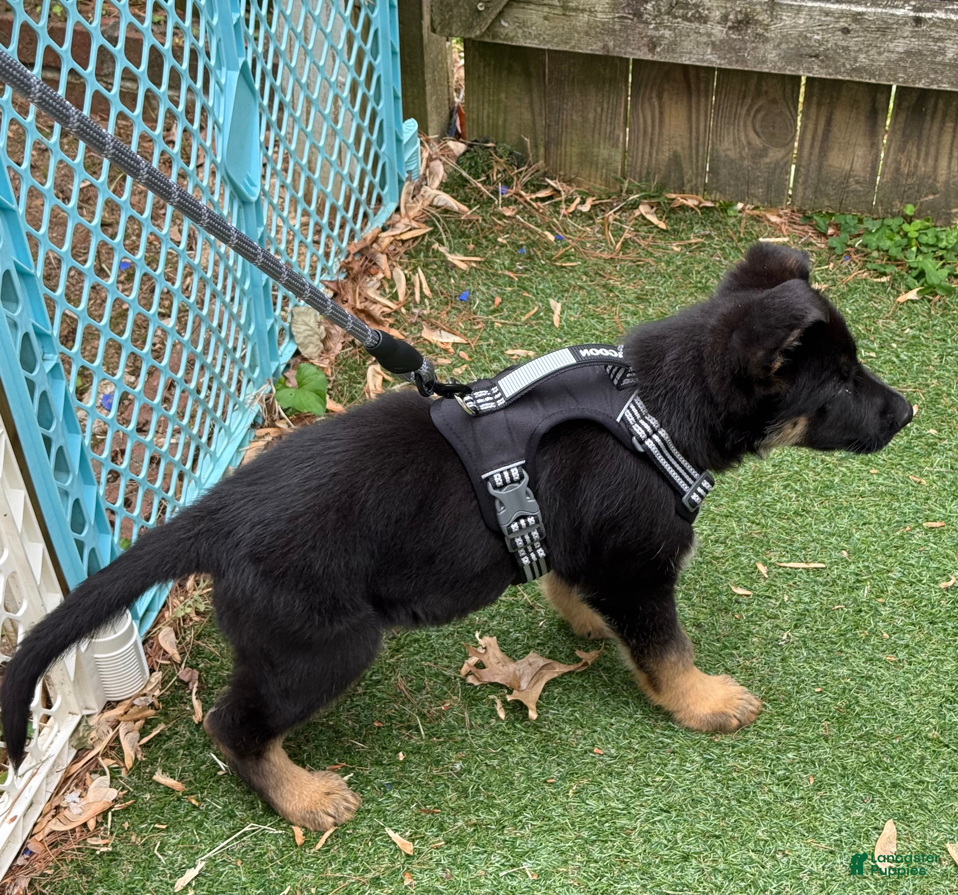 German Shepherd dogs for sale: German Shepherd Puppy 1 - Ad 1