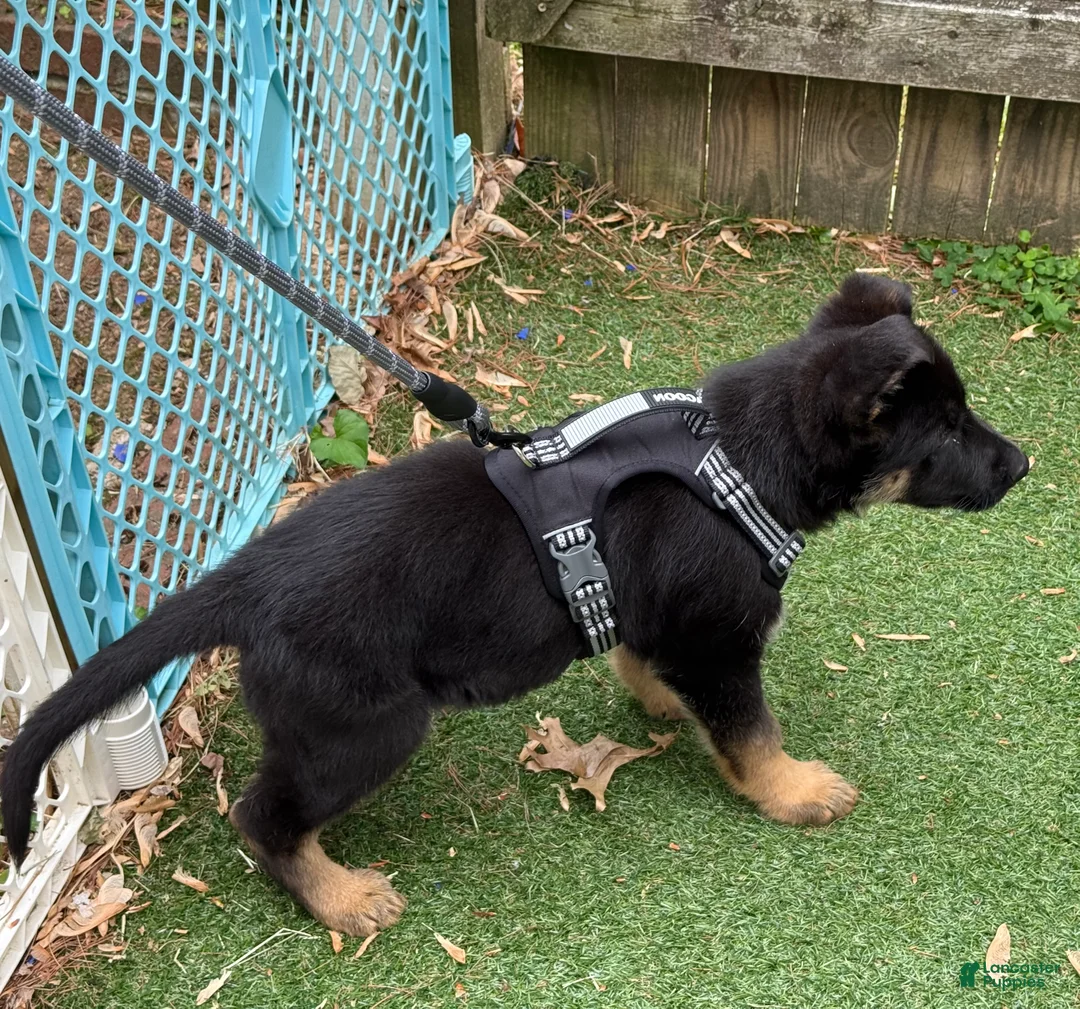 German Shepherd dogs for sale: German Shepherd Puppy 1 - Ad 1