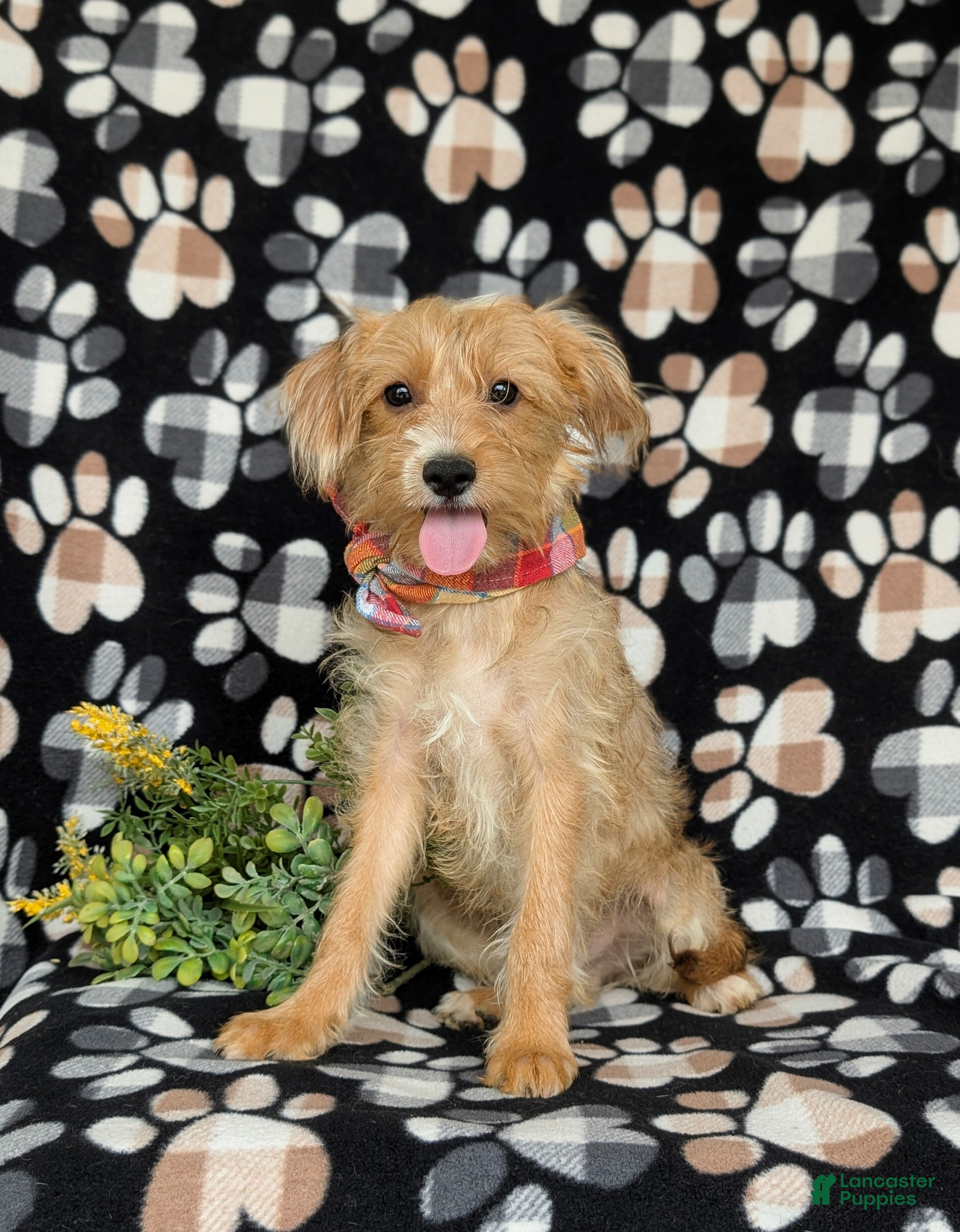 Shorkie dogs Luke Hypoallergenic - Ad 2