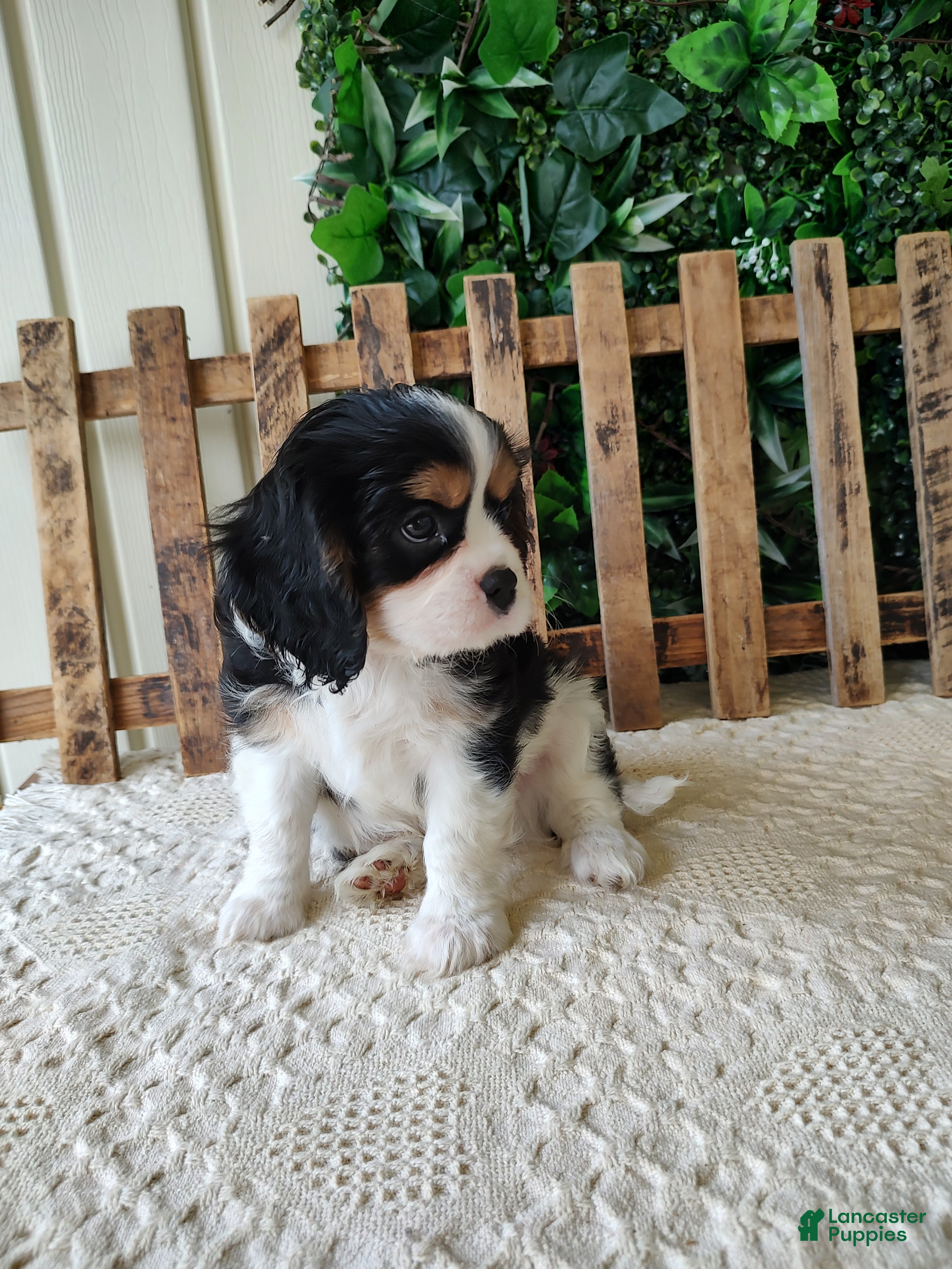 Cavalier King Charles Spaniel dogs for sale: Miles - Ad 3