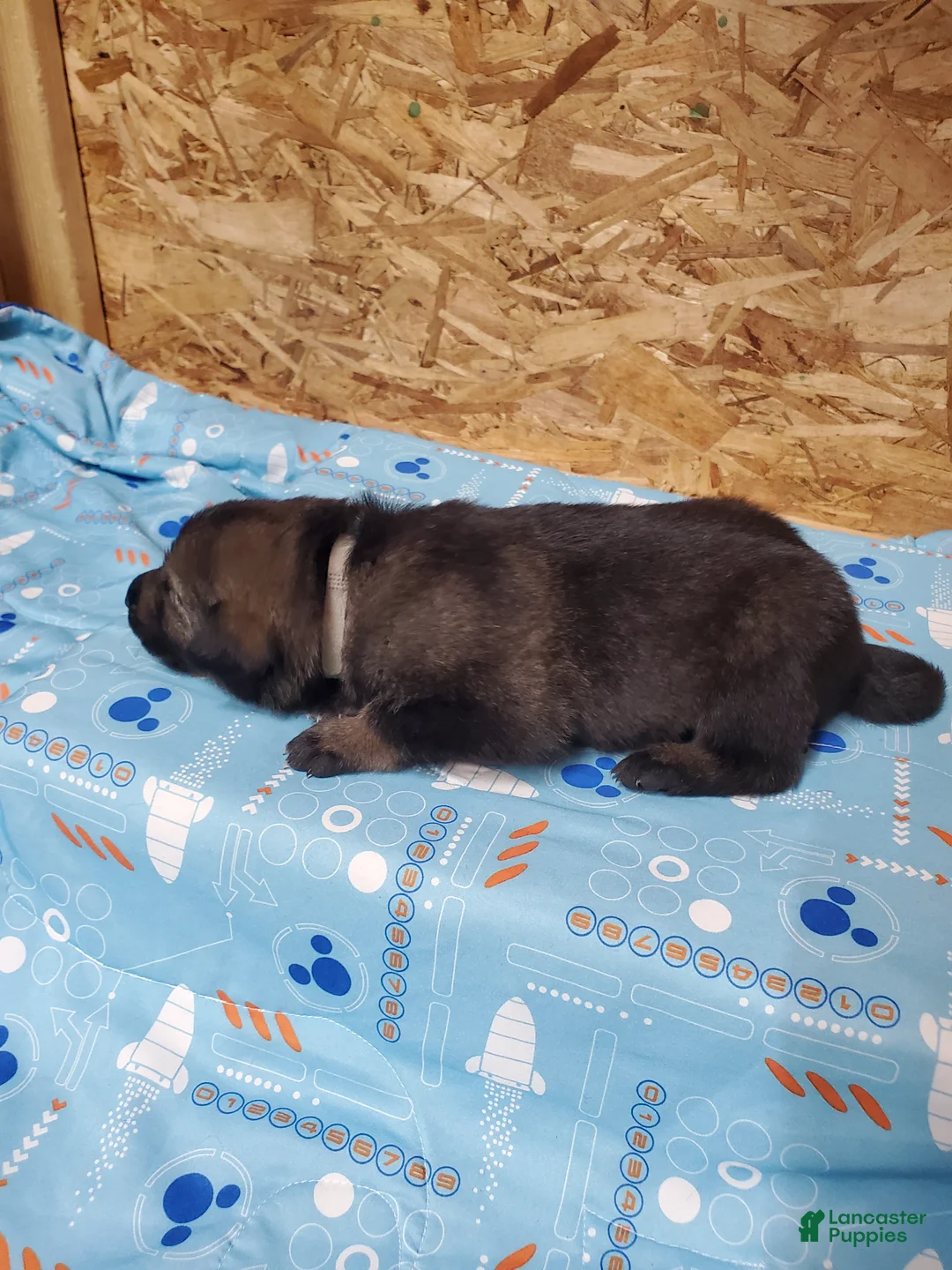 Mixed Breed dogs for sale: Odin - Ad 2