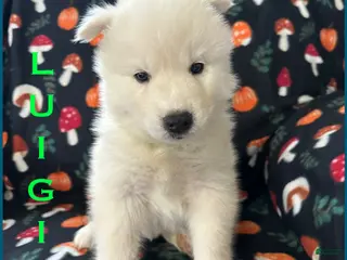 Siberian Husky dogs Luigi - Ad 38