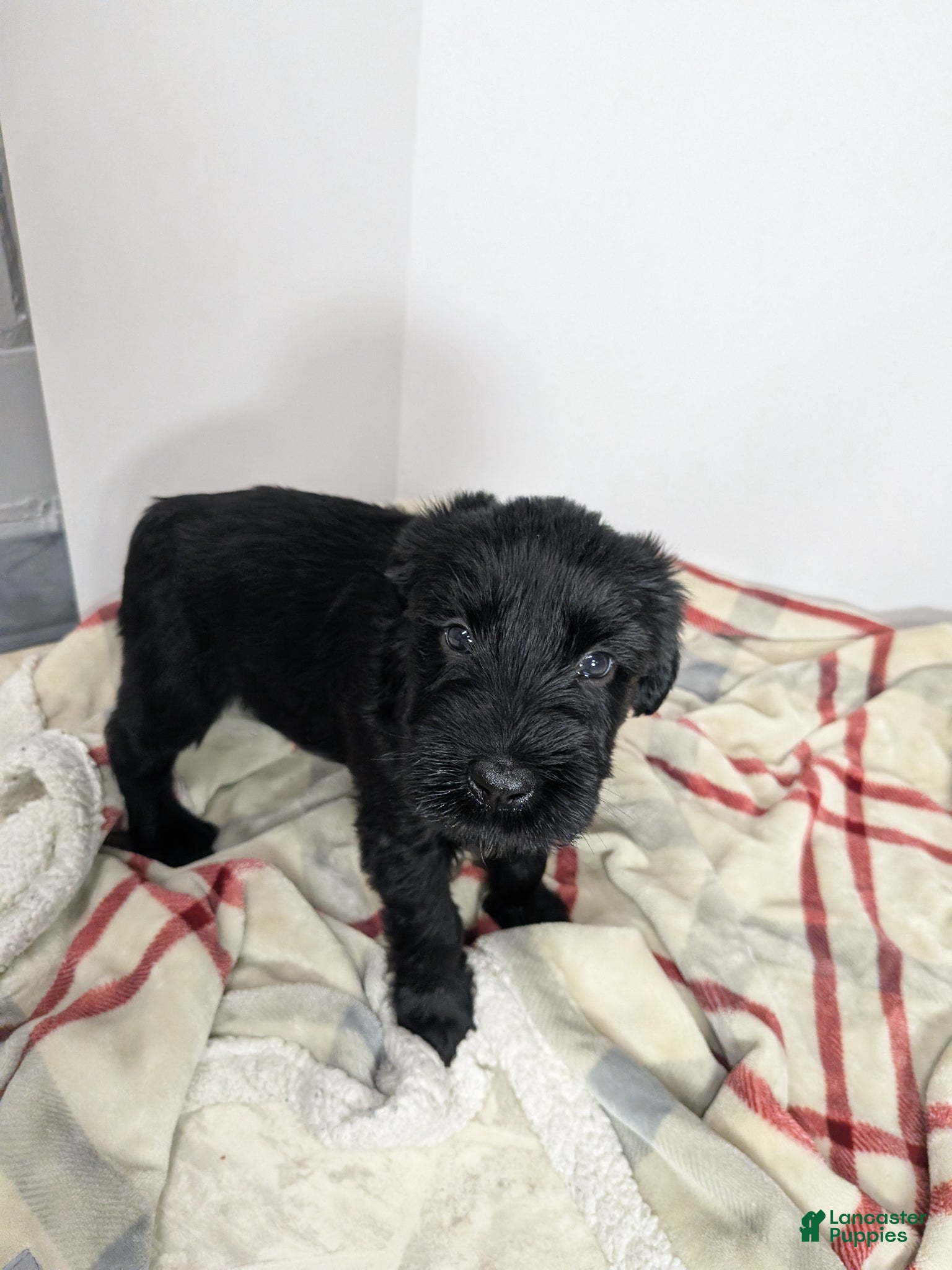 Giant Schnauzer dogs Giant Schnauzer Puppy 1 Blue - Ad 1