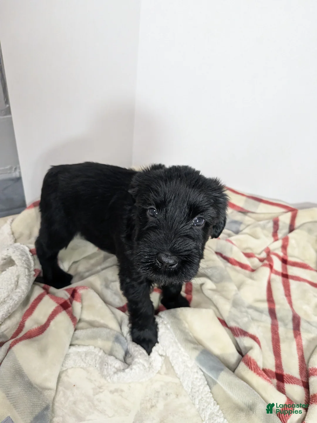 Giant Schnauzer dogs for sale: Giant Schnauzer Puppy 1 Blue - Ad 1