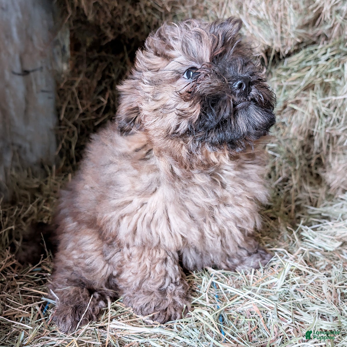 Mixed Breed dogs Jasper - Ad 2