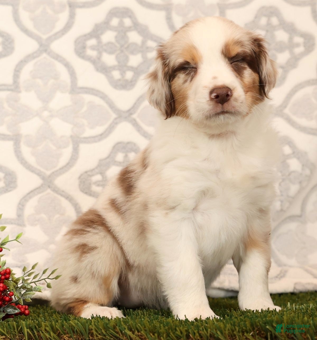 Miniature Australian Shepherd dogs Rainbow - Ad 7