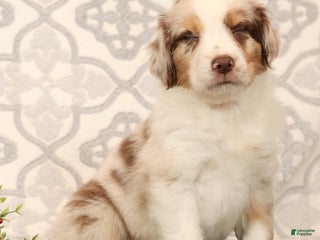 Miniature Australian Shepherd dogs Rainbow - Ad 1