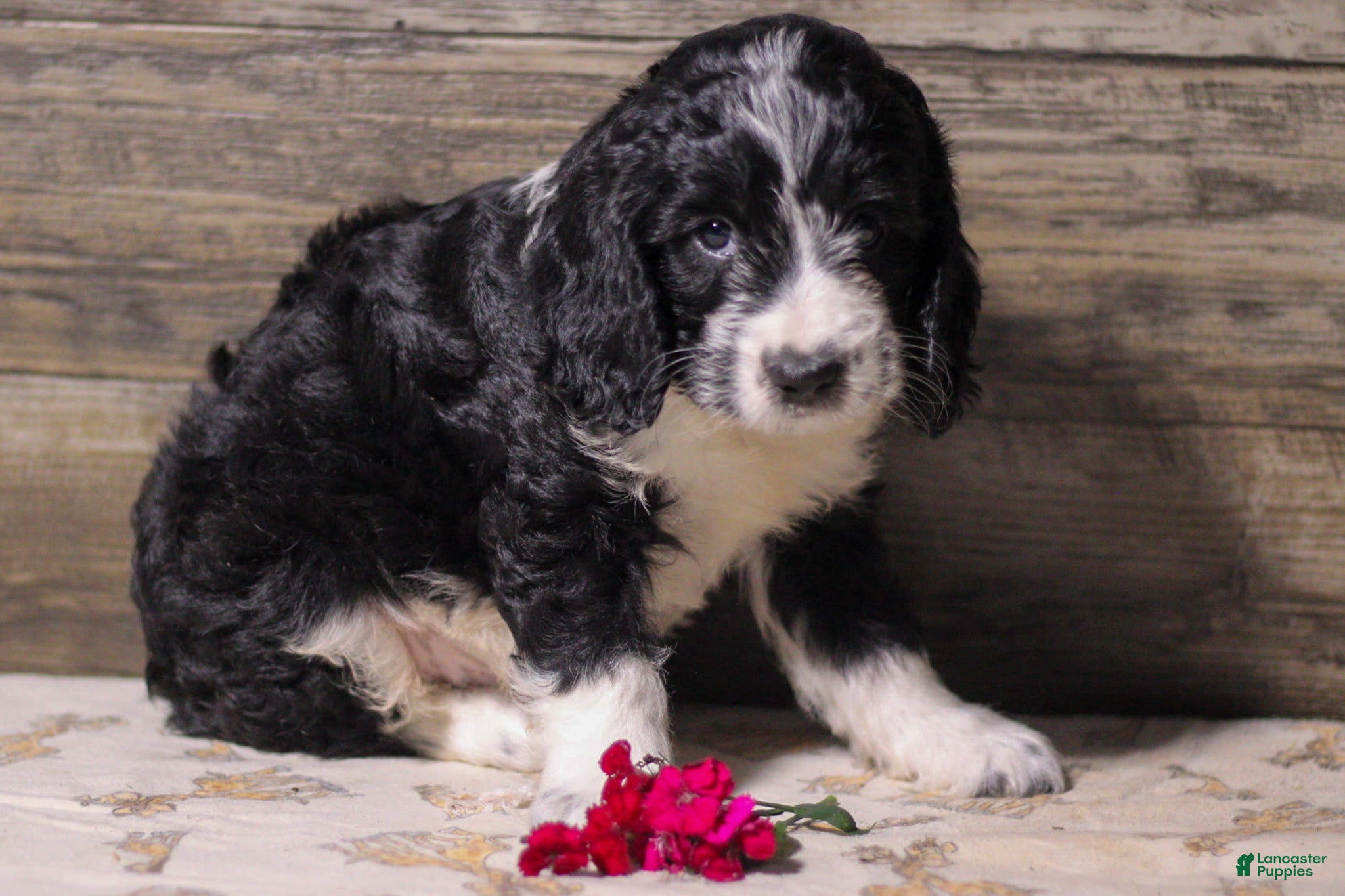 Mixed Breed dogs Maverick - Ad 2