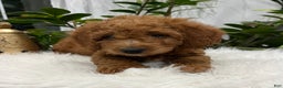 Goldendoodle dogs for sale: Jackson - Ad 5