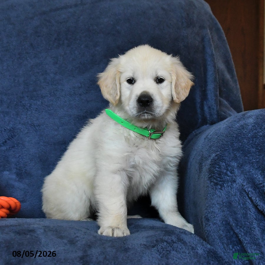 Golden Retriever dogs Blondie - Ad 2