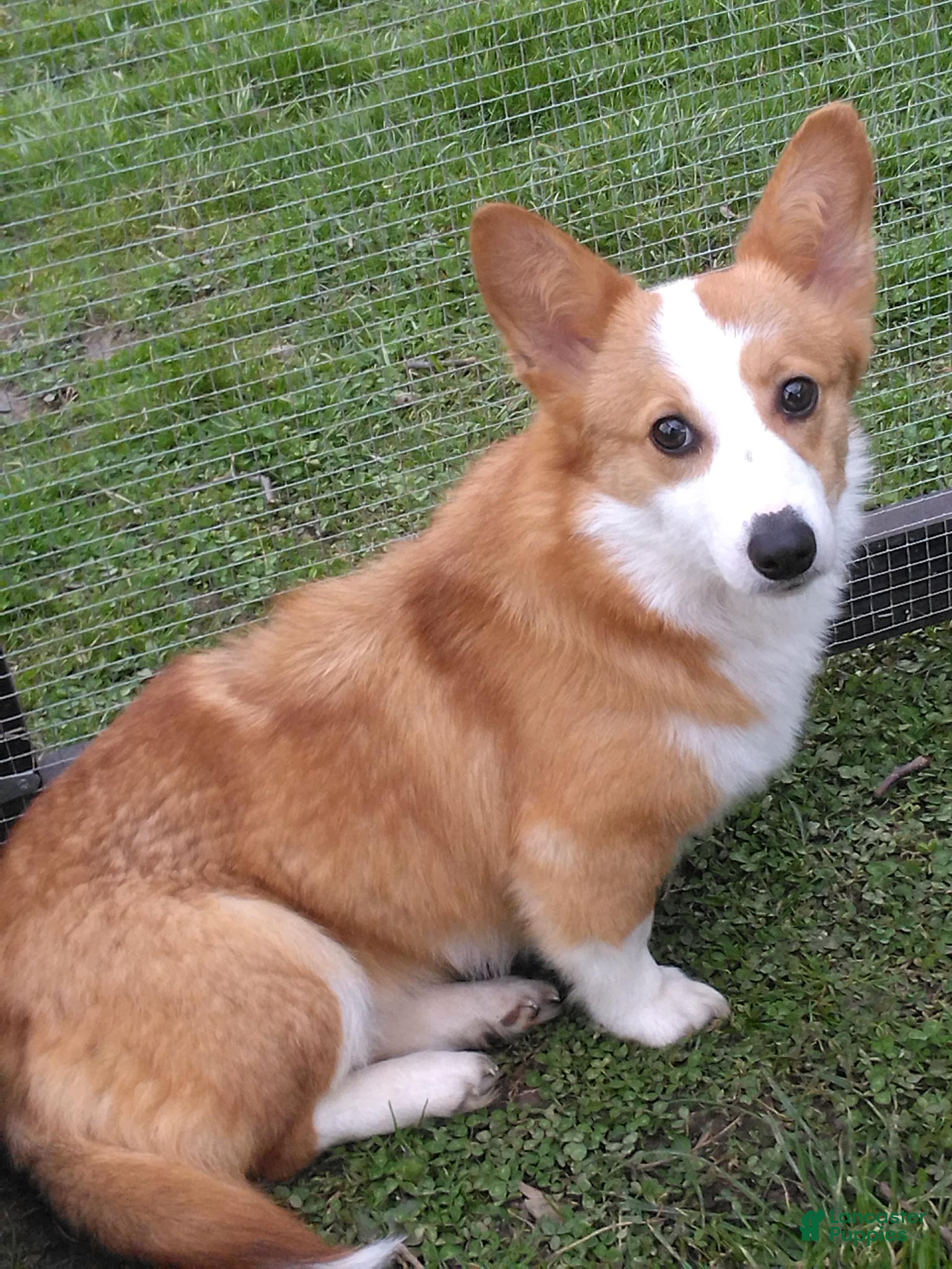 Welsh Corgi Pembroke dogs Willow - Ad 1