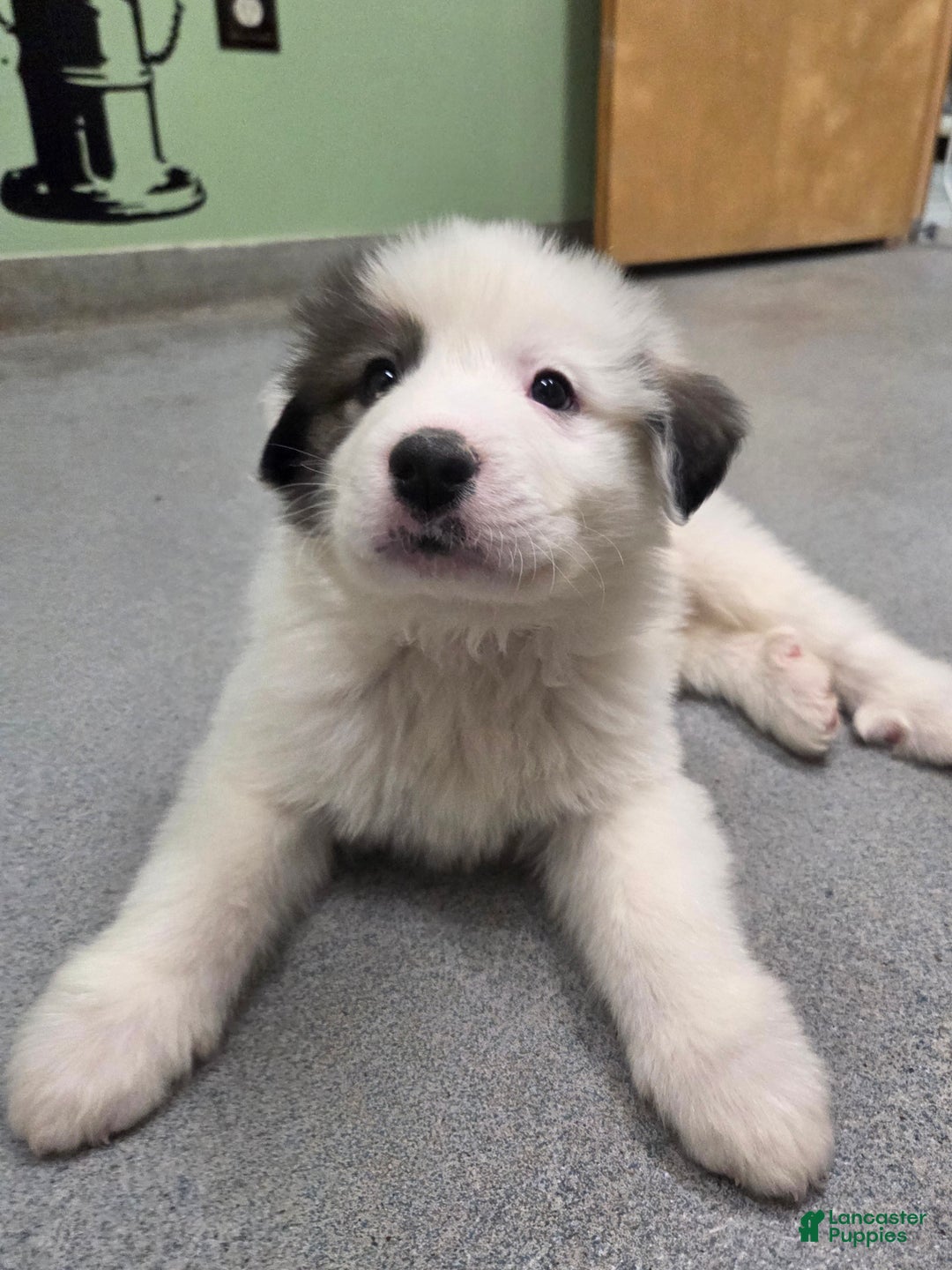 Great Pyrenees dogs for sale: Max - Ad 12