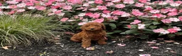 Irish Doodle dogs for sale: Colby - Ad 1