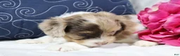 Cavapoo dogs for sale: Eclipse  - Ad 4