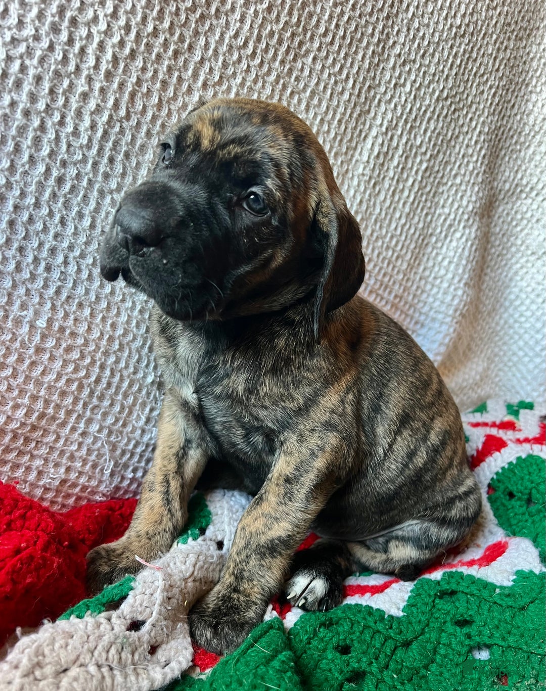 Great Dane dogs for sale: Gingerbread  - Ad 2