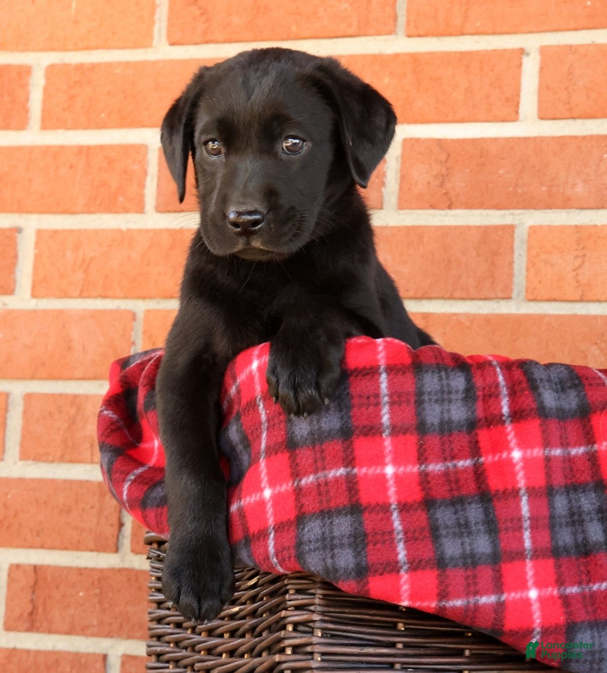 Labrador Retriever dogs Ariel - Ad 2