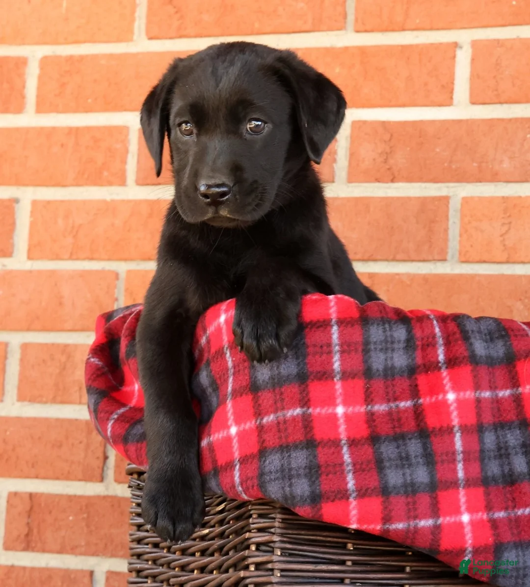 Labrador Retriever dogs for sale: Ariel - Ad 2