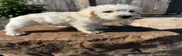 Schnoodle dogs for sale: Sam - Ad 2