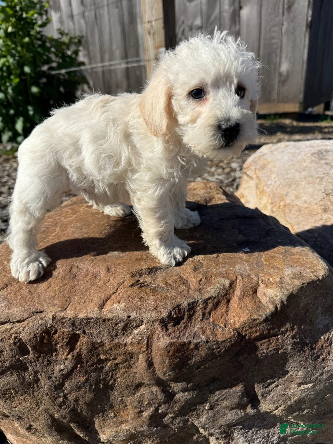 Schnoodle dogs for sale: Sam - Ad 2