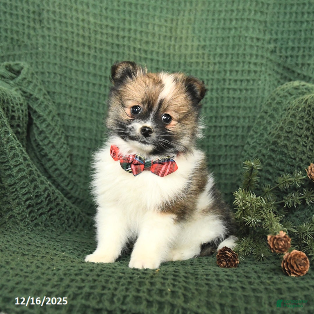 Pomeranian dogs for sale: Diane - Ad 3