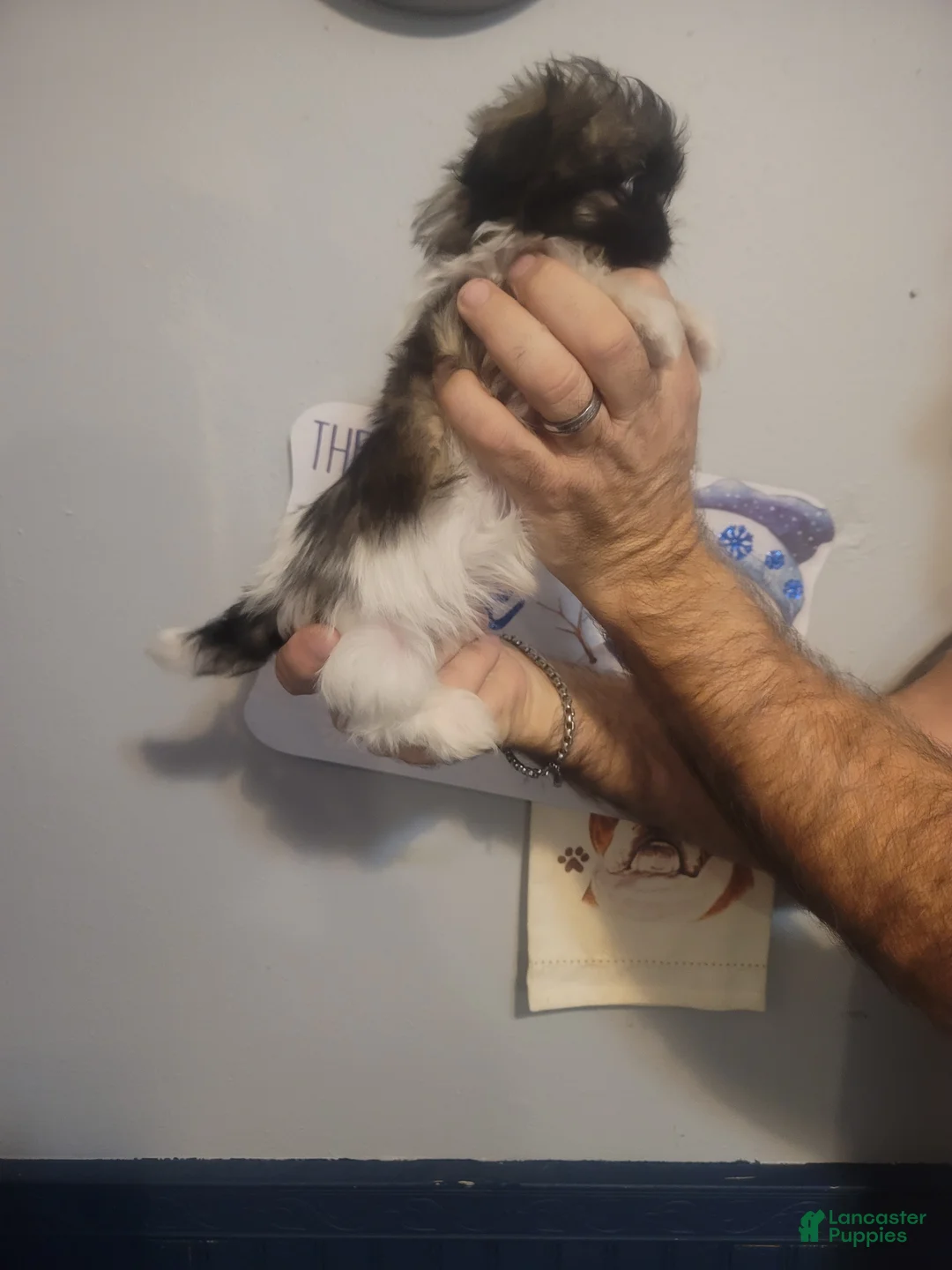 Malshi dogs for sale: Tiny. (Tea Cup) - Ad 3