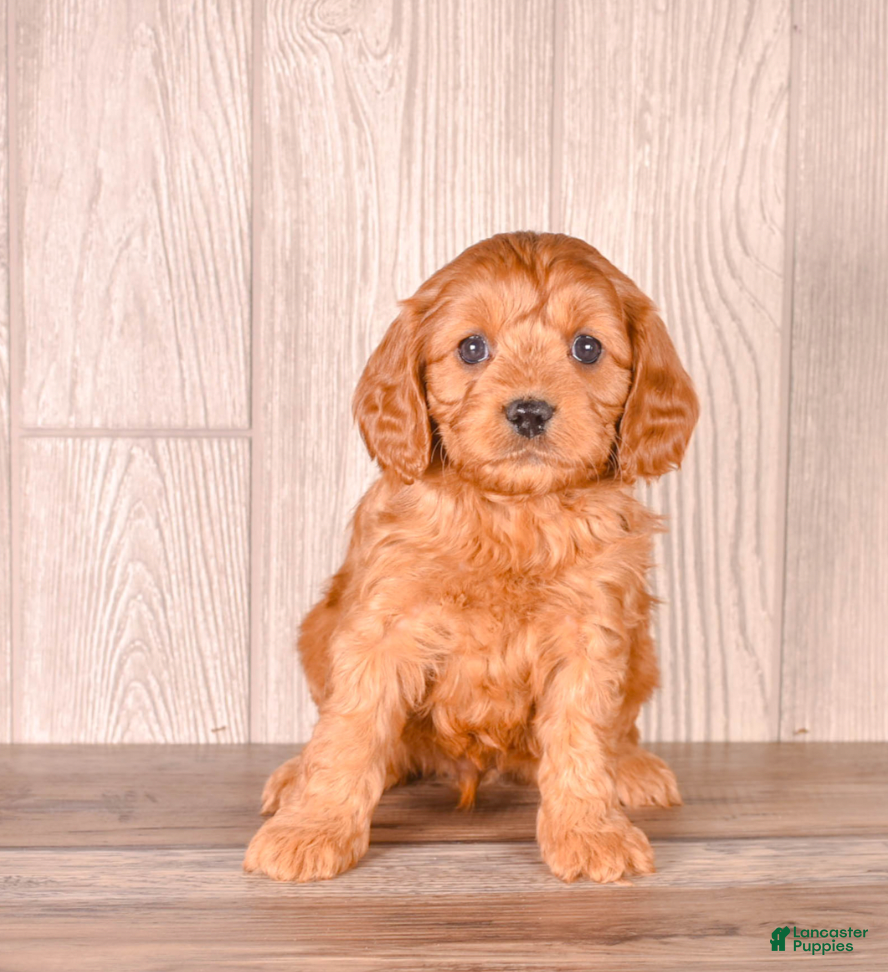 Cavapoo dogs FUTURE - Ad 2