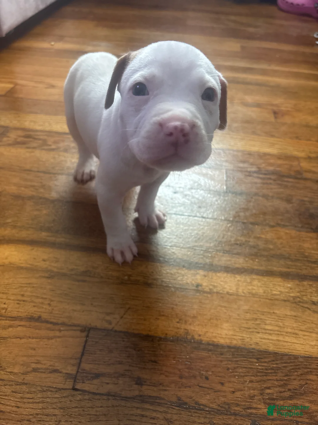 Mixed Breed dogs for sale: Mixed Breed 1 - Ad 1