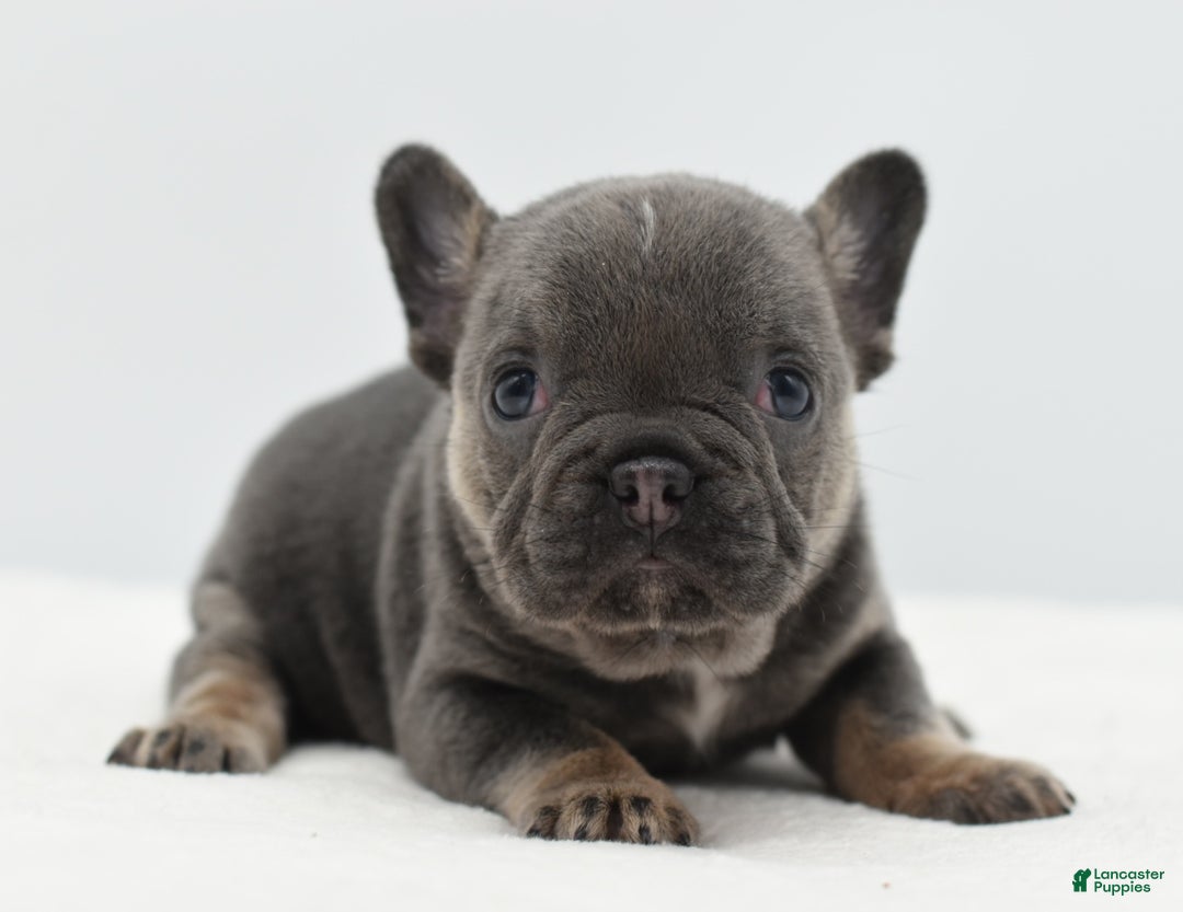 Mixed Breed dogs for sale: Queen lilac tricolor  - Ad 30