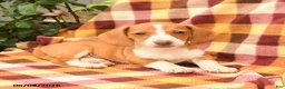 Miniature Dachshund dogs for sale: Snickers - Ad 3