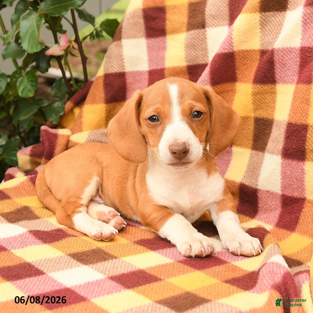 Miniature Dachshund dogs for sale: Snickers - Ad 3